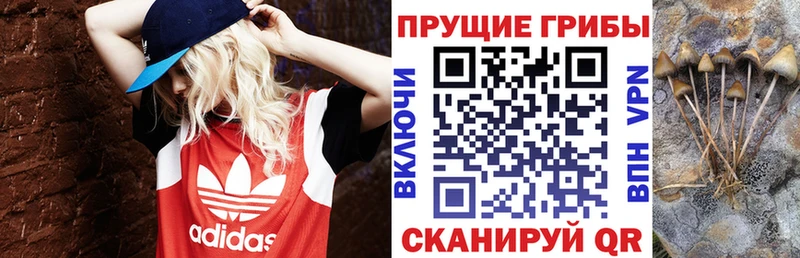 продажа наркотиков  Медногорск  KRAKEN ССЫЛКА  Галлюциногенные грибы Psilocybe 