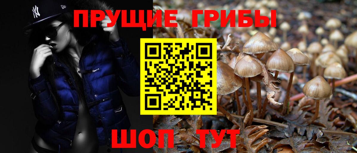 Медногорск  Псилоцибиновые грибы Psilocybine cubensis  Вход с VPN  Галлюциногенные грибы GOLDEN TEACHER 